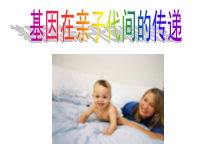 《第二节 基因在亲子代间的传递》PPT课件5-人教版生物八年级下册
