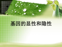 《第三节 基因的显性和隐性》PPT课件1-人教版生物八年级下册
