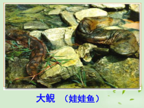《第三节 两栖动物的生殖和发育》PPT课件1-人教版生物八年级下册