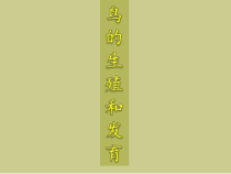 《第四节 鸟的生殖和发育》PPT课件2-人教版生物八年级下册