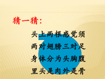 《第二节 昆虫的生殖和发育》PPT课件1-人教版生物八年级下册