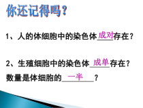 《第四节 人的性别遗传》PPT课件1-人教版生物八年级下册