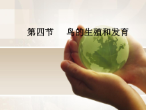 《第四节 鸟的生殖和发育》PPT课件3-人教版生物八年级下册