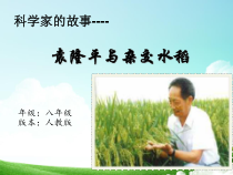 《科学家的故事 袁隆平与杂交水稻》PPT课件3-人教版生物八年级下册