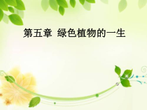 《第四节 植物茎的输导功能》PPT课件1-苏教版生物七年级上册