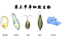 《第一节 单细胞生物》PPT课件4-苏教版生物七年级上册
