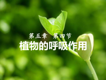 《第四节 植物的呼吸作用》PPT课件4-苏教版生物七年级上册