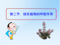 《第四节 植物的呼吸作用》PPT课件1-苏教版生物七年级上册