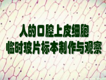 《第二节 人和动物细胞的结构和功能》PPT课件1-苏教版生物七年级上册
