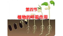 《第四节 植物的呼吸作用》PPT课件2-苏教版生物七年级上册