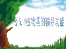 《第四节 植物茎的输导功能》PPT课件3-苏教版生物七年级上册