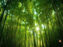 《第三节 植物生长需要水和无机盐》PPT课件3-苏教版生物七年级上册
