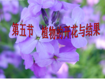《第五节 植物的开花和结果》PPT课件1-苏教版生物七年级上册