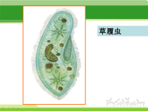 《第一节 单细胞生物》PPT课件3-苏教版生物七年级上册