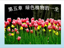 《第一节 植物种子的萌发》PPT课件3-苏教版生物七年级上册