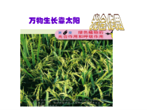 《第一节 植物光合作用的发现》PPT课件2-苏教版生物七年级上册