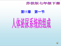 《第一节 人体泌尿系统的组成》PPT课件1-苏教版生物七年级下册