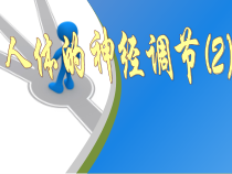 《第二节 人体的神经调节》PPT课件3-苏教版生物七年级下册