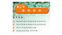 《第三节 人体感知信息》PPT课件4-苏教版生物七年级下册