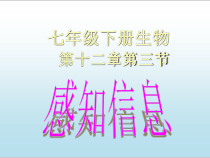 《第三节 人体感知信息》PPT课件2-苏教版生物七年级下册