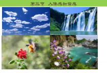 《第三节 人体感知信息》PPT课件6-苏教版生物七年级下册