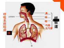 《第三节 人体和外界环境的气体交换》PPT课件5-苏教版生物七年级下册