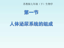 《第一节 人体泌尿系统的组成》PPT课件4-苏教版生物七年级下册
