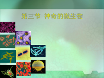 《第三节 神奇的微生物》PPT课件3-苏教版生物八年级上册