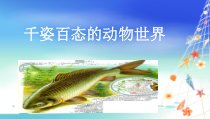 《第二节 千姿百态的动物世界》PPT课件2-苏教版生物八年级上册