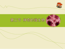 《第三节 神奇的微生物》PPT课件2-苏教版生物八年级上册