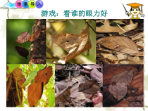 《第一节 动物行为的主要类型》PPT课件2-苏教版生物八年级上册