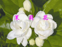 《茉莉花》PPT课件1-八年级上册音乐【冀少版】