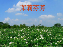 《茉莉花》PPT课件2-八年级上册音乐【冀少版】