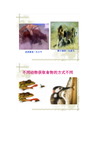 《第一节 动物行为的主要类型》图片素材-苏教版生物八年级上册