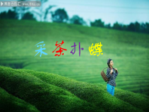 《采茶扑蝶》PPT课件1-八年级下册音乐【辽海版】