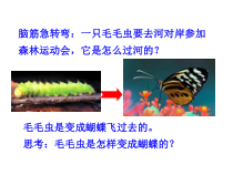 《第三节 昆虫的生殖与发育》PPT课件3-苏教版生物八年级下册