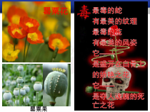 《第二节 拒绝毒品》PPT课件1-苏教版生物八年级下册