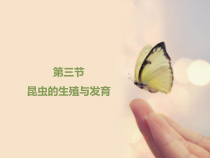 《第三节 昆虫的生殖与发育》PPT课件4-苏教版生物八年级下册