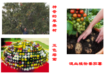 《第一节 生物的无性生殖》PPT课件1-苏教版生物八年级下册