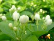《茉莉花》PPT课件 (3)-八年级上册音乐【辽海版】