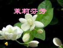 《茉莉花开》PPT课件-八年级上册音乐【辽海版】