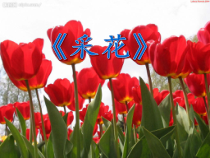 《唱歌 采花》PPT课件4-七年级上册音乐【鲁教版】