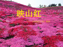 《学吹竖笛》PPT课件1-七年级上册音乐【人教版】