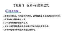 《第1节 细胞分化形成组织》PPT课件1-北师大版生物七年级上册