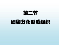 《第1节 细胞分化形成组织》PPT课件2-北师大版生物七年级上册
