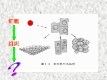 《第2节 生物体的器官、系统》PPT课件1-北师大版生物七年级上册