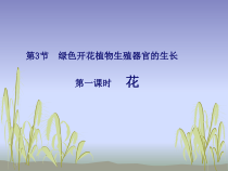 《第3节 生殖器官的生长》PPT课件4-北师大版生物七年级上册