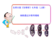 《第3节 细胞通过分裂而增殖》PPT课件4-北师大版生物七年级上册