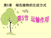 《第5节 运输作用》PPT课件2-北师大版生物七年级上册