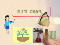 《第5节 运输作用》PPT课件5-北师大版生物七年级上册